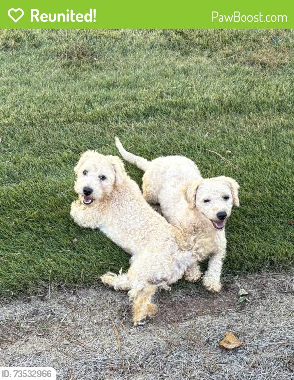 Reunited Male Dog last seen rosser Rd & Old Tucker, Stone Mountain, GA 30087
