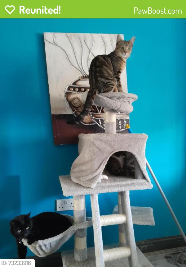 Reunited Male Cat last seen Heathley park LE3 9ER, University City, MO 63130