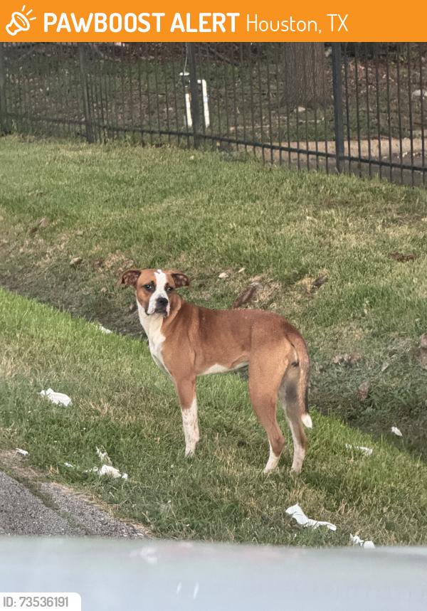 Found/Stray Female Dog last seen Alder dr, Houston, TX 77081