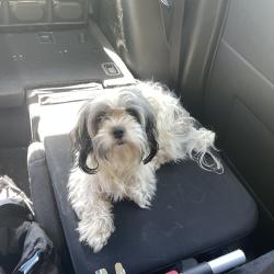Reunited Female Dog last seen Near Balmoral Dr E, Oxon Hill, MD 20745
