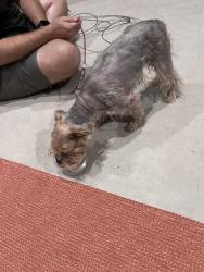 Reunited Female Dog last seen Heart D Farm Road, Youngsville, LA 70592