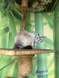 Lost Female Cat last seen Beach Blvd & Village Center Drive, Stanton, CA 90680
