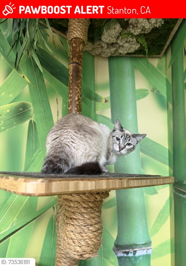 Lost Female Cat last seen Beach Blvd & Village Center Drive, Stanton, CA 90680