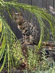 Found/Stray Unknown Cat last seen Bedell Street, Lincoln, CA 95648