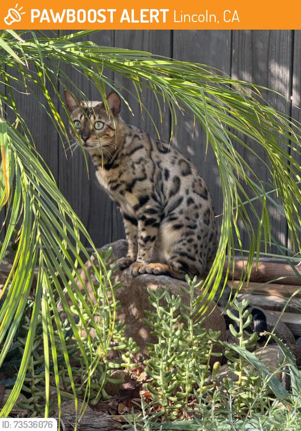 Found/Stray Unknown Cat last seen Bedell Street, Lincoln, CA 95648