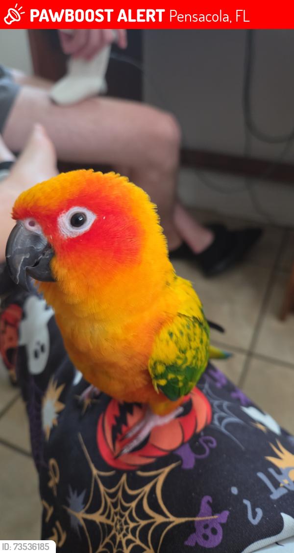 Lost Male Bird last seen Near Artesian Avenue, Pensacola, FL 32505