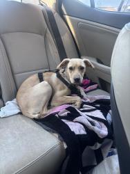 Found/Stray Male Dog last seen chamberlain place apmts, Winston-Salem, NC 27103