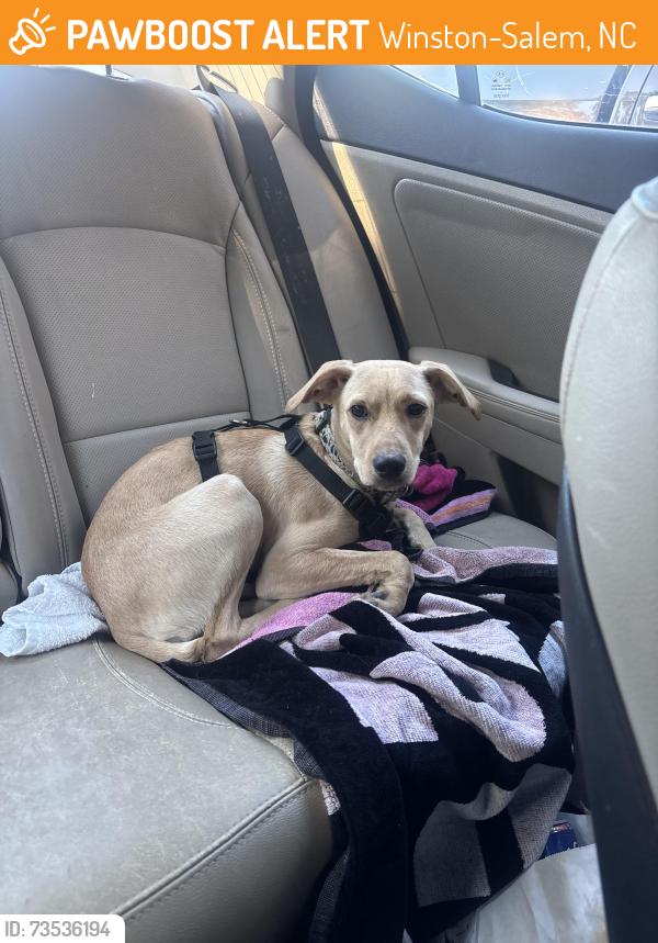 Found/Stray Male Dog last seen chamberlain place apmts, Winston-Salem, NC 27103