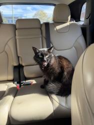 Found/Stray Male Cat last seen 100st and 32nd ave, Queens, NY 11369