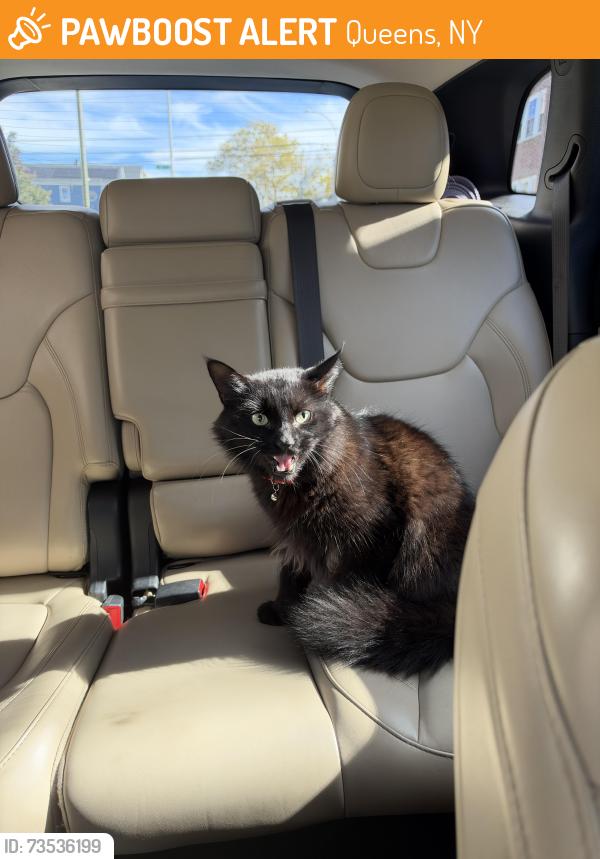 Found/Stray Male Cat last seen 100st and 32nd ave, Queens, NY 11369