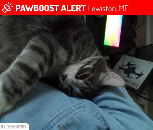 Lost Male Cat last seen Pine and Blake, Lewiston, ME 04240