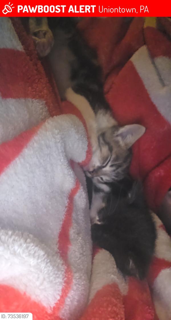 Lost Male Cat last seen Ben franklin school district, Uniontown, PA 15401