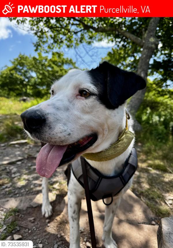 Lost Male Dog last seen Lincoln rd & North Fork rd., Purcellville, VA 20132
