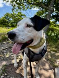 Lost Male Dog last seen Lincoln rd & North Fork rd., Purcellville, VA 20132