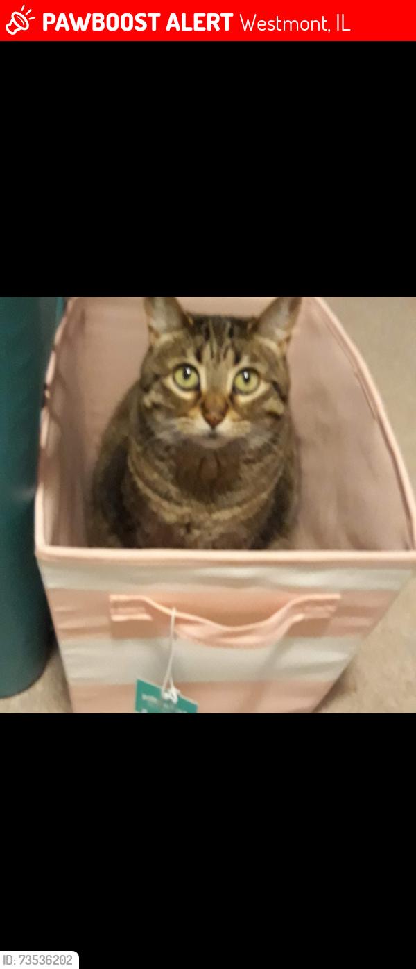 Lost Female Cat last seen Cass ogden, Westmont, IL 60559