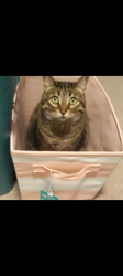 Lost Female Cat last seen Cass ogden, Westmont, IL 60559