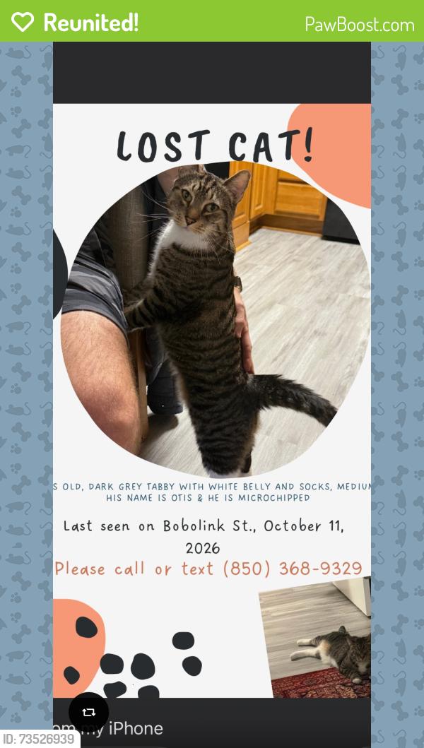 Reunited Male Cat last seen Bobolink St., Fort Walton Beach, FL 32548