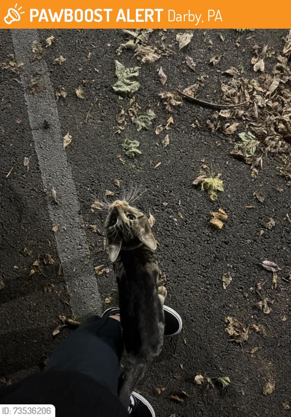 Found/Stray Male Cat last seen Near Quarry St apmt Parking Lot, Darby, PA 19023