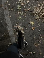 Found/Stray Male Cat last seen Near Quarry St apmt Parking Lot, Darby, PA 19023