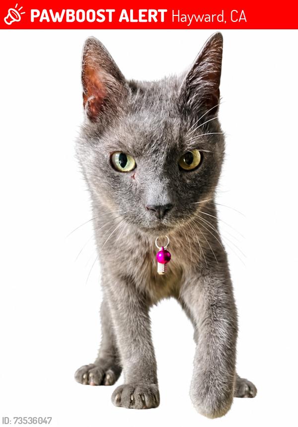 Lost Male Cat last seen Soto and Orchard, Hayward, CA 94544