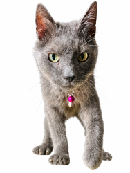 Lost Male Cat last seen Soto and Orchard, Hayward, CA 94544