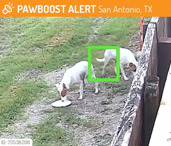 Found/Stray Male Dog last seen Salinas and travis, San Antonio, TX 78207