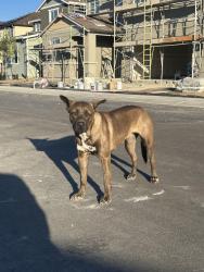 Found/Stray Female Dog last seen Bruin Road, Manteca, CA 95337