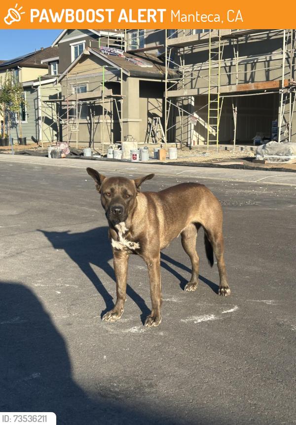 Found/Stray Female Dog last seen Bruin Road, Manteca, CA 95337