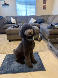 Reunited Female Dog last seen E street and Cedar, and Elder, Chula Vista, CA 91910