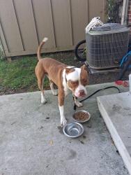 Found/Stray Male Dog last seen Reo and risdale, Lansing, MI 48911