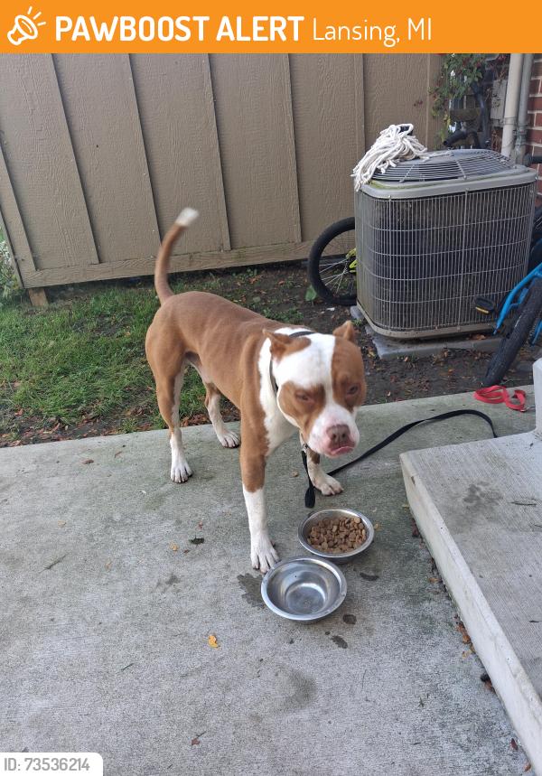 Found/Stray Male Dog last seen Reo and risdale, Lansing, MI 48911