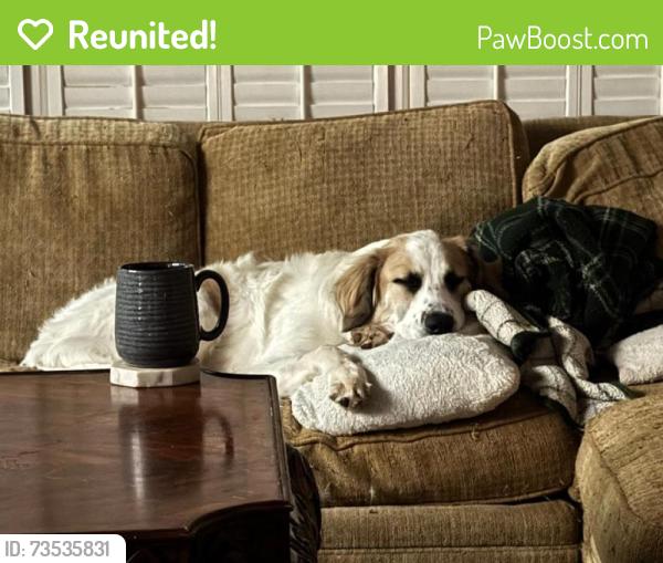 Reunited Female Dog last seen Nesbit Lakes drive and Water Shadow Lane - Nesbit Lakes, Alpharetta, GA 30022