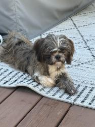 Found/Stray Male Dog last seen Jefferson Blvd & S Clinton Ave, Dallas, TX 75208