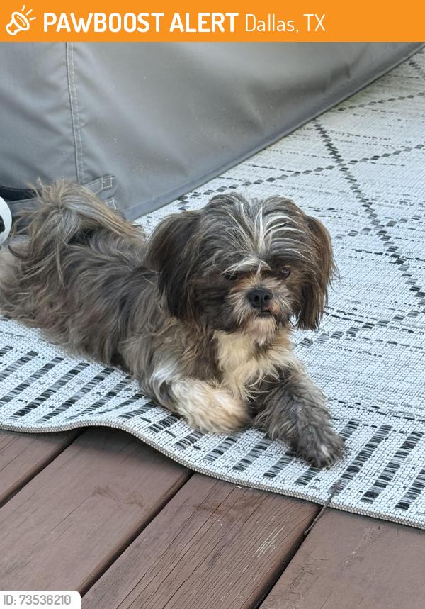 Found/Stray Male Dog last seen Jefferson Blvd & S Clinton Ave, Dallas, TX 75208