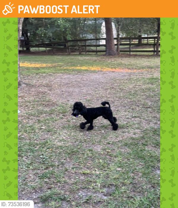 Found/Stray Male Dog last seen Dobbin Huffsmith Rd near Hardin Store Rd, Montgomery County, TX 77354