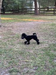 Found/Stray Male Dog last seen Dobbin Huffsmith Rd near Hardin Store Rd, Montgomery County, TX 77354