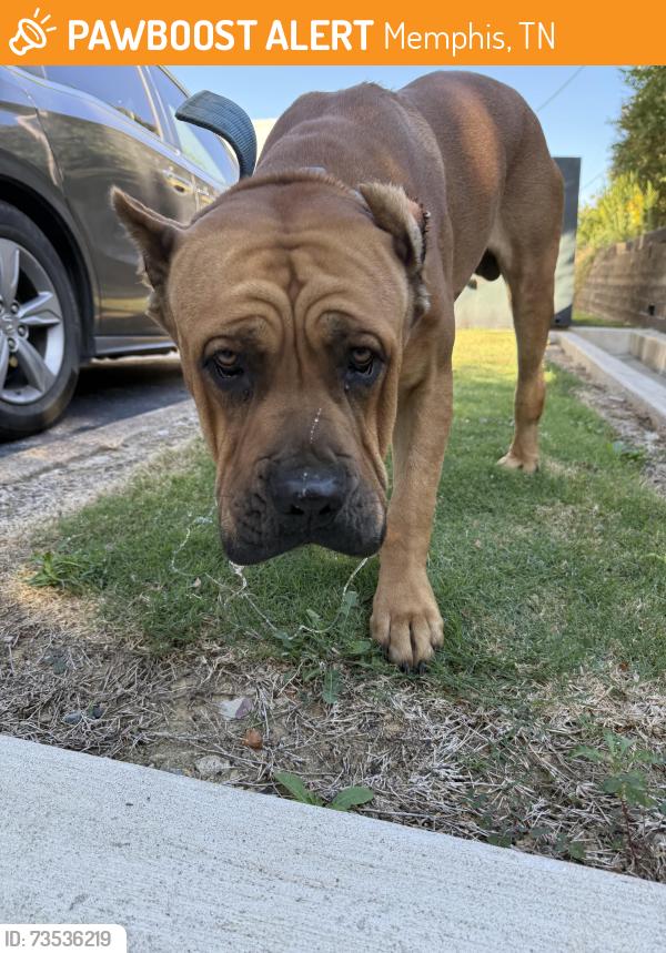 Found/Stray Male Dog last seen Near bonnie ln, Memphis, TN 38016