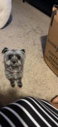 Lost Female Dog last seen Wiconisco St, Harrisburg, PA 17110