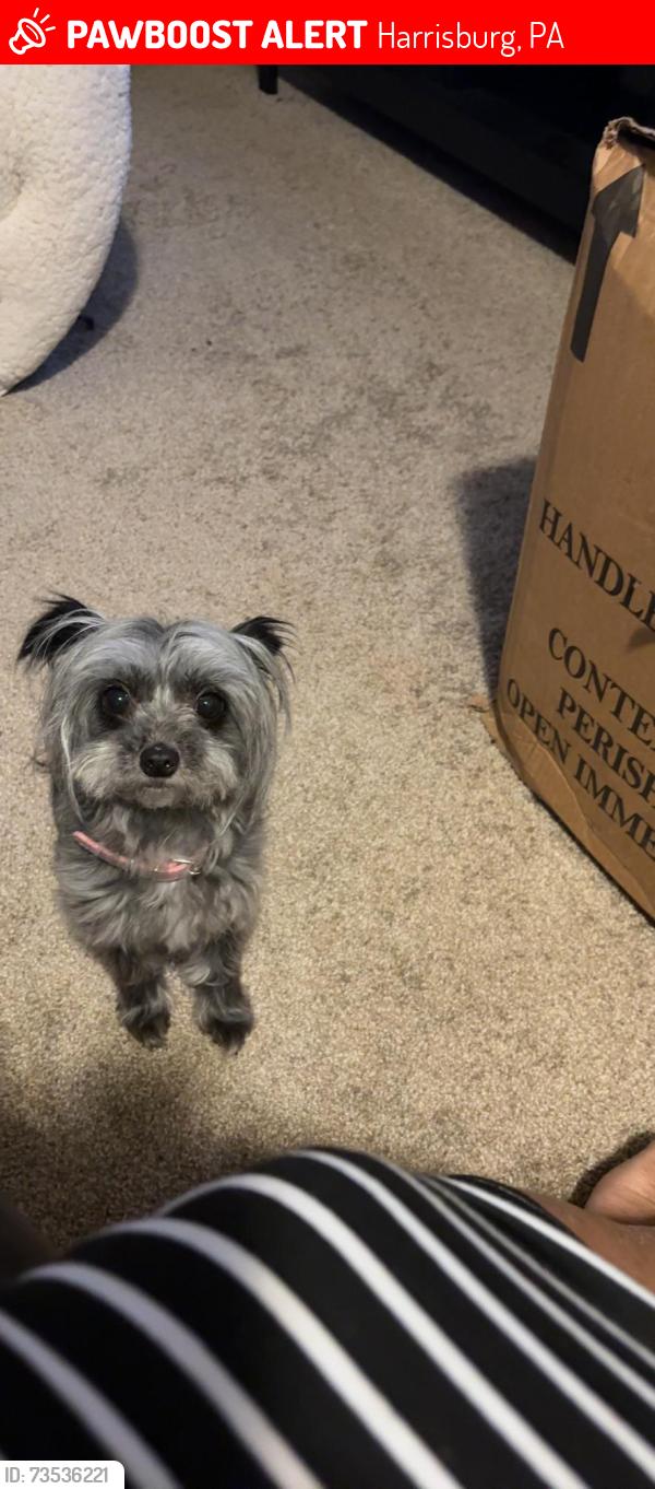 Lost Female Dog last seen Wiconisco St, Harrisburg, PA 17110