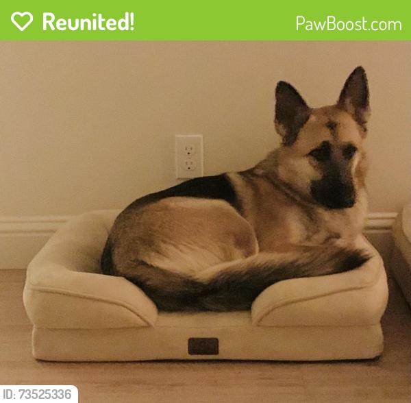 Reunited Male Dog last seen Bainbridge, Meridian, ID 83646