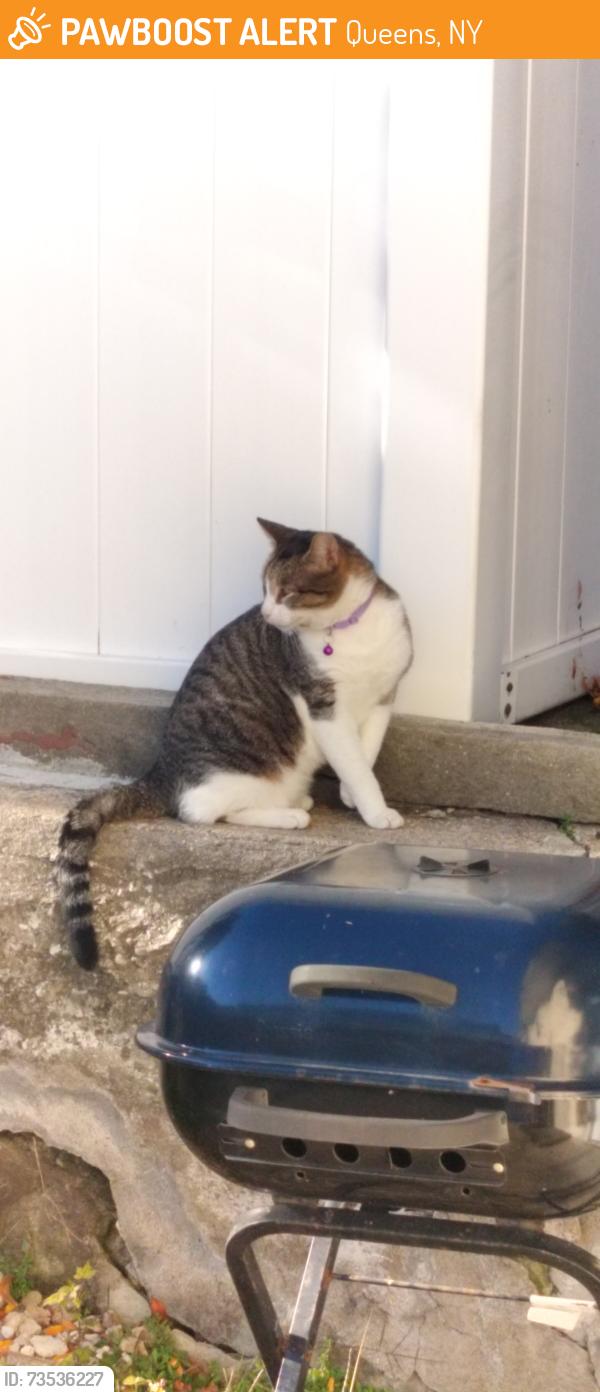 Found/Stray Female Cat last seen hillside avenue, Queens, NY 11429