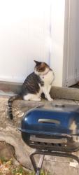Found/Stray Female Cat last seen hillside avenue, Queens, NY 11429