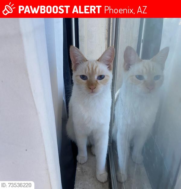 Lost Female Cat last seen 43rd dunlap, Phoenix, AZ 85051