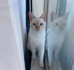 Lost Female Cat last seen 43rd dunlap, Phoenix, AZ 85051