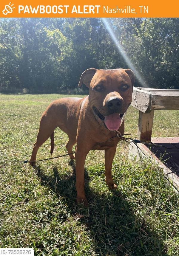 Found/Stray Female Dog last seen Dickerson Rd Walmart Supercenter, Nashville, TN 37207
