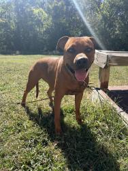Found/Stray Female Dog last seen Dickerson Rd Walmart Supercenter, Nashville, TN 37207