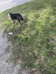 Found/Stray Female Dog last seen Britton and Western, Oklahoma City, OK 73114