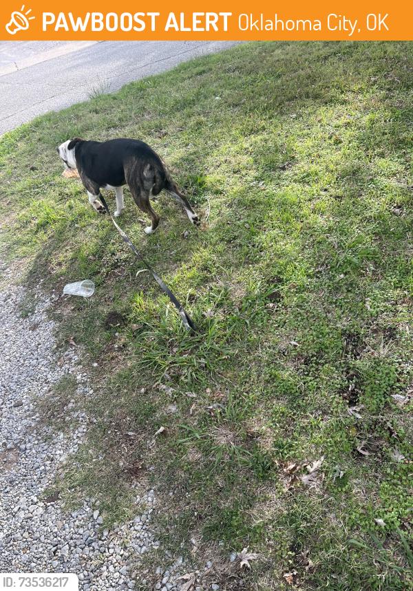 Found/Stray Female Dog last seen Britton and Western, Oklahoma City, OK 73114