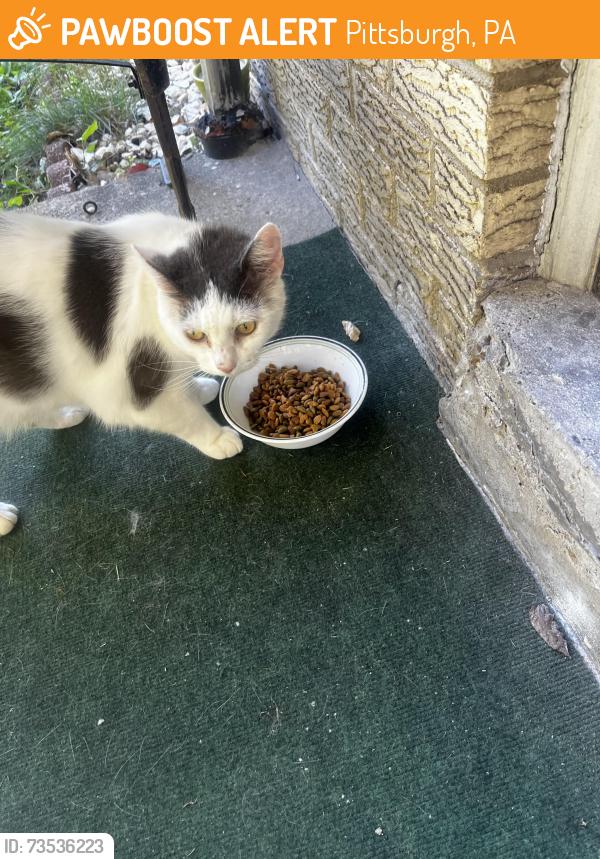 Found/Stray Unknown Cat last seen Marshall-shadeland, Pittsburgh, PA 15212