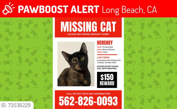 Lost Female Cat last seen Bixby and Long Beach Blvd at the Sunshine Motel, Long Beach, CA 90807